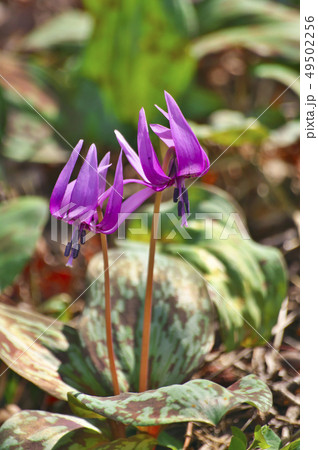 さやま花多来里の郷（さやまかたくりの郷） 49502256