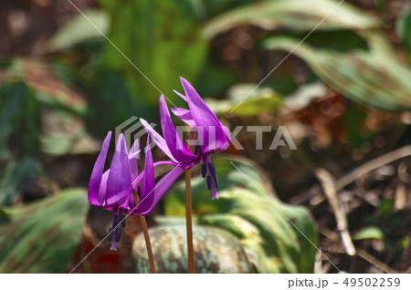 さやま花多来里の郷(さやまかたくりの郷) さやま花多来里の郷(さやまかたくりの郷) 49502259