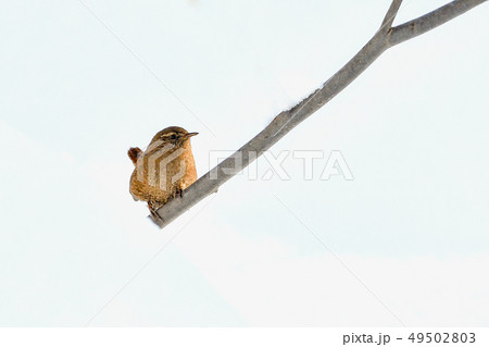 雪の中のミソサザイ 49502803