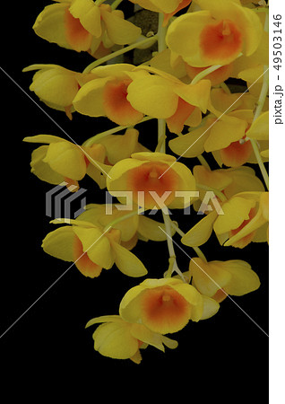 原種洋ランDendrobium grifithianumの写真 原種洋ランDendrobium grifithianumの写真 49503146
