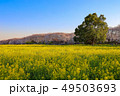 桜と菜の花畑 桜と菜の花畑 49503693