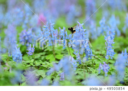 エゾエンゴサクの咲く頃 49503854