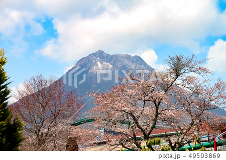 由布岳　桜　春 49503869