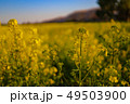 菜の花畑 菜の花畑 49503900