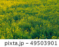 菜の花畑 菜の花畑 49503901