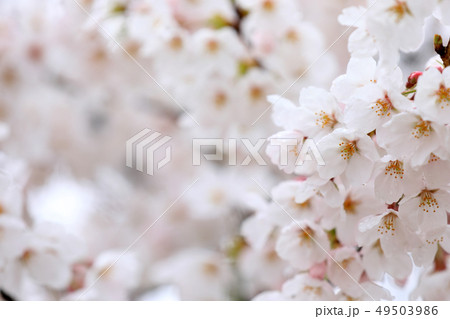 桜のイメージ 桜のイメージ 49503986