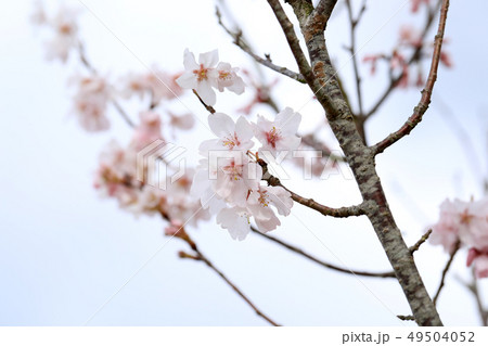 桜のイメージ 49504052