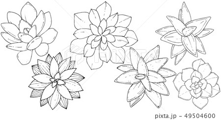 Vector Succulents floral botanical flower. Black and white engraved ink art. Isolated succulents 49504600