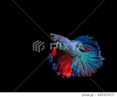Betta fish, siamese fighting fish, betta splendens Betta fish, siamese fighting fish, betta splendens 49505425