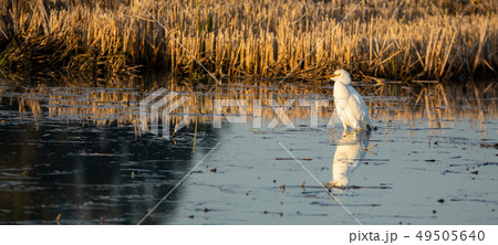 White egret reflected over mud near rice fields White egret reflected over mud near rice fields 49505640