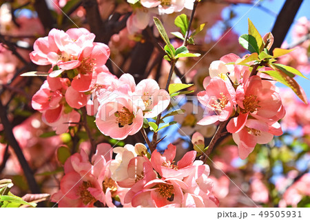 ボケ(木瓜) ボケ(木瓜) 49505931