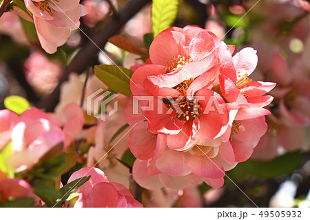 ボケ(木瓜) ボケ(木瓜) 49505932