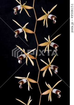 洋蘭原種Coelogyne dayana "grandis"の花 49506151