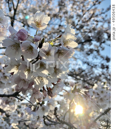 桜 49506438
