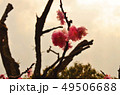 早春の桜 49506688