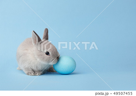 Easter bunny with egg on blue background Easter bunny with egg on blue background 49507455