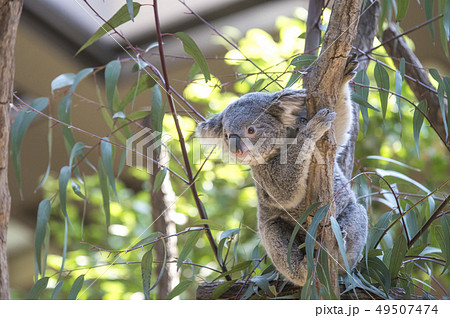 コアラ 49507474
