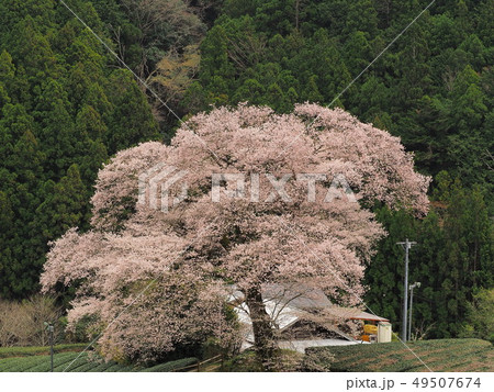 満開の水目桜 満開の水目桜 49507674
