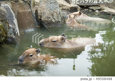 カピバラの露天風呂(伊豆シャボテン動物公園) カピバラの露天風呂(伊豆シャボテン動物公園) 49508488