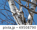 シマエナガ 49508790