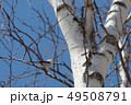 シマエナガ 49508791