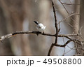 シマエナガ 49508800