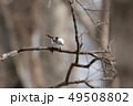シマエナガ 49508802
