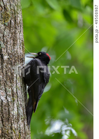 クマゲラ 49508987