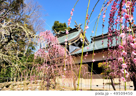 結城神社の枝垂れ梅の写真素材 結城神社の枝垂れ梅の写真素材