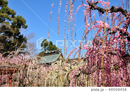 結城神社の枝垂れ梅 結城神社の枝垂れ梅 49509456