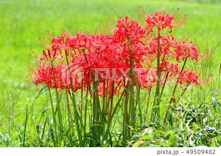 秋　彼岸花　赤い花 49509482