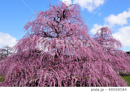 鈴鹿の森庭園のしだれ梅 鈴鹿の森庭園のしだれ梅 49509584
