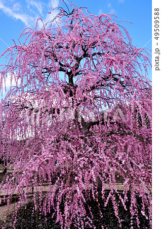 鈴鹿の森庭園のしだれ梅 49509588