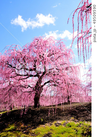 鈴鹿の森庭園のしだれ梅 49509590