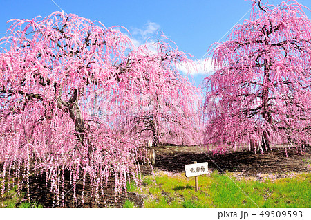 鈴鹿の森庭園のしだれ梅 鈴鹿の森庭園のしだれ梅 49509593