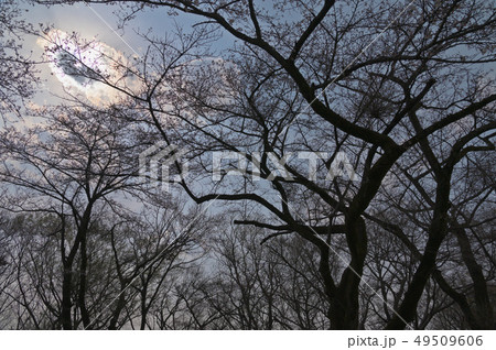 桜のシルエット 49509606
