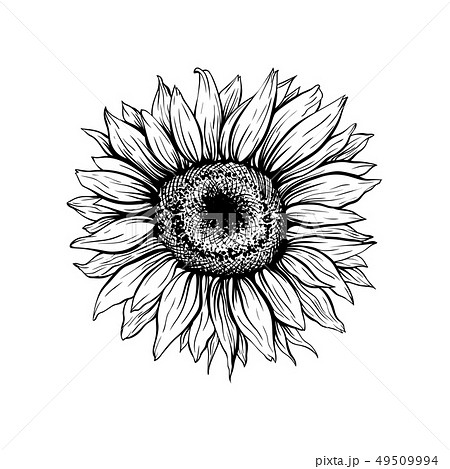Sunflower Hand Drawn Ink Pen Illustrationのイラスト素材 49509994 Pixta