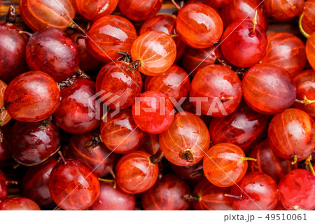 Photo of ripe red gooseberries. 49510061