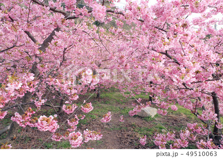 小積の河津桜 49510063