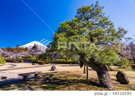 （静岡県）大石寺の庭園から望む富士山 49510395