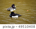 水鳥 49510408