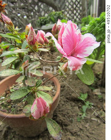 ツツジの改良種アザレアの桃色の花 ツツジの改良種アザレアの桃色の花 49510702