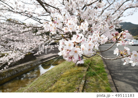 桜 桜 49511183