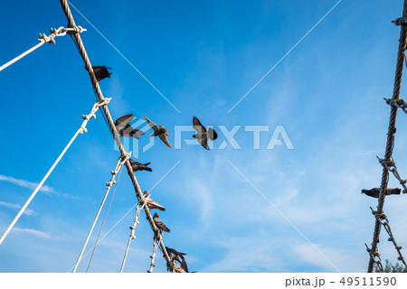 The wire metal rope bridge with dove The wire metal rope bridge with dove 49511590
