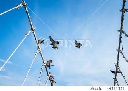 The wire metal rope bridge with dove The wire metal rope bridge with dove 49511591