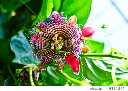 トケイソウ トケイソウ 49511842