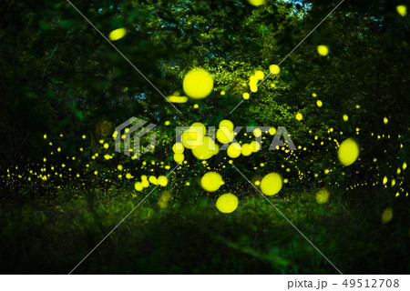 Firefly flying in the night forest 49512708