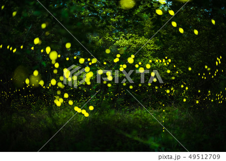 Firefly flying in the night forest 49512709