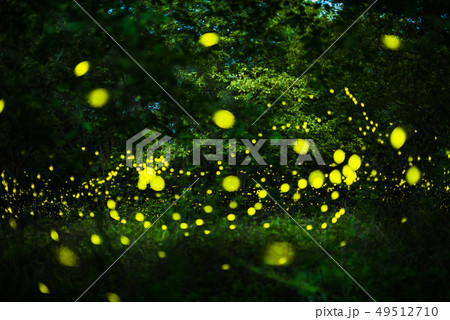 Firefly flying in the night forest 49512710