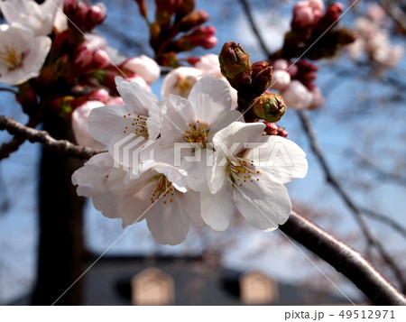 多摩川堤防の桜 49512971